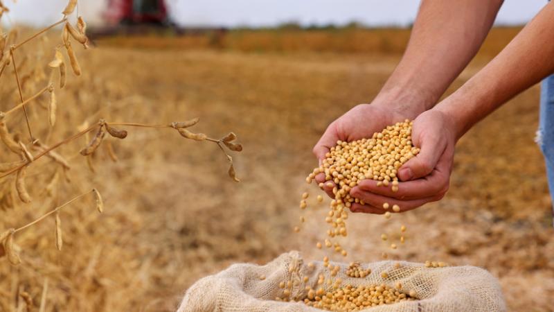 A kereskedelmi feszültségek komoly zűrzavart okozhatnak a termelők körében, ami jelentős hatással lesz a piacokra - Agrárszektor.