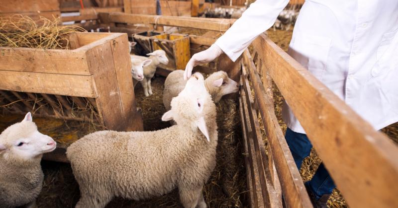 Antibiotikumok okos használata: a fenntartható állattenyésztés új alapköve.