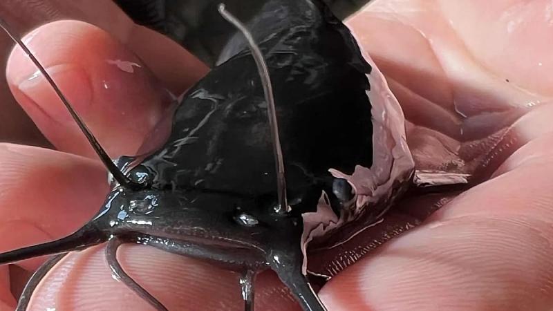 Szentes közelében, egy különleges környezetben, termálvíz segítségével, fenntartható módszerekkel nevelik a magyar afrikai harcsákat.