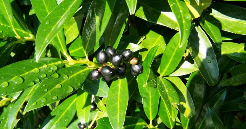 Babérmeggy a kertekben: díszítő elem vagy invazív fenyegetés?